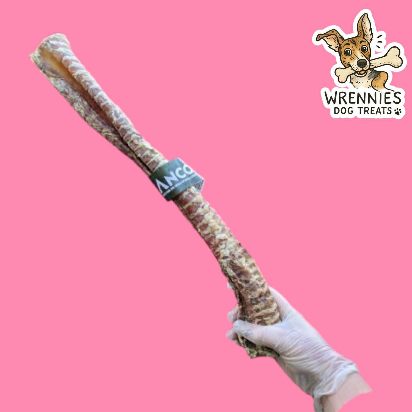 Giant Bully Tube (Trachea)