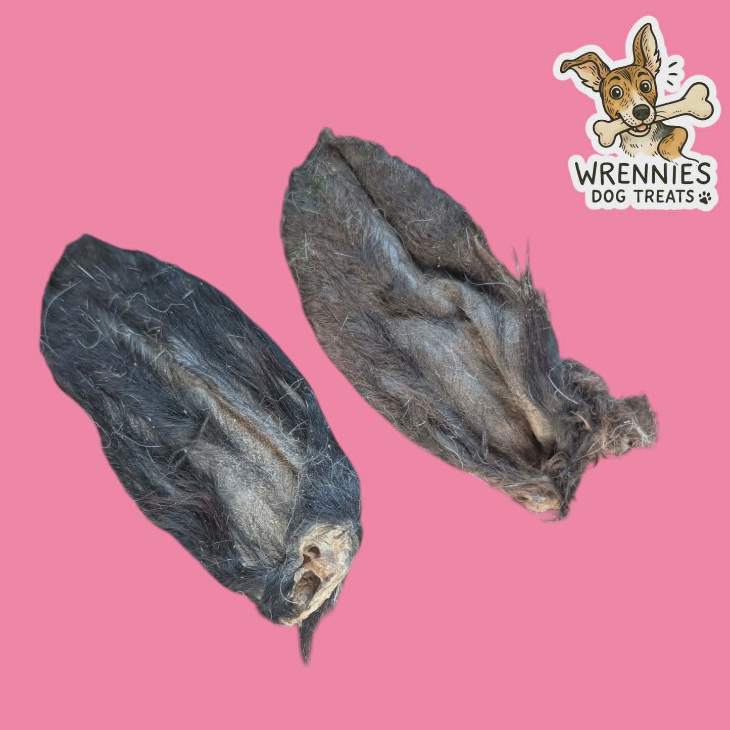 Hairy Lamb Ear